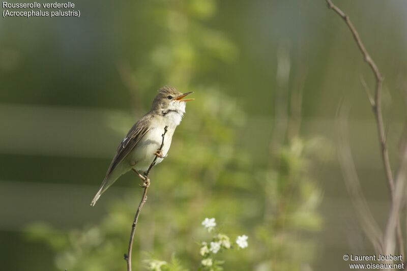 Marsh Warbler