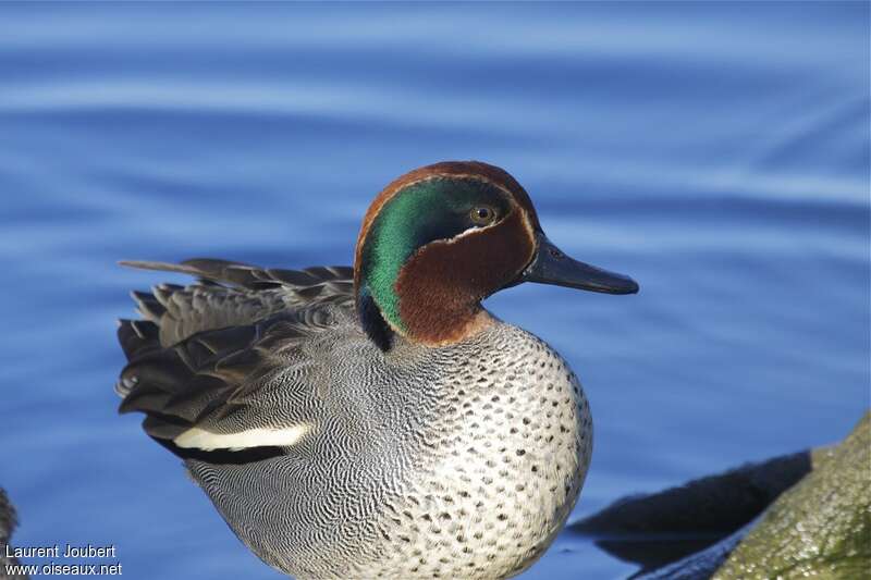 Eurasian Teal male adult, close-up portrait