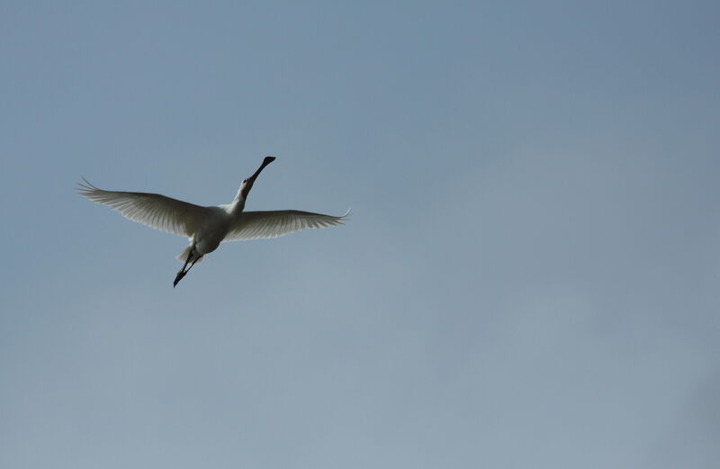 Eurasian Spoonbill