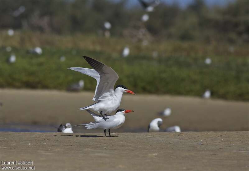 Caspian Ternadult breeding, mating.