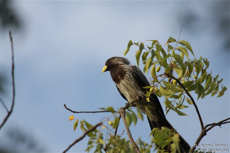 Western Plantain-eater