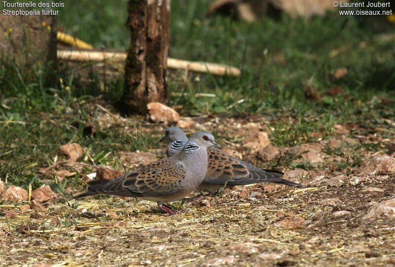 European Turtle Dove