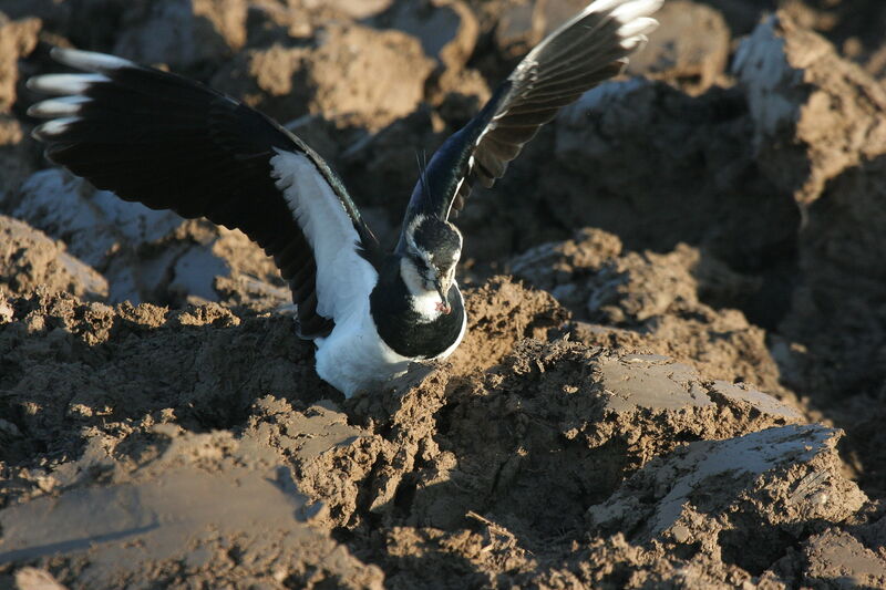 Northern Lapwing