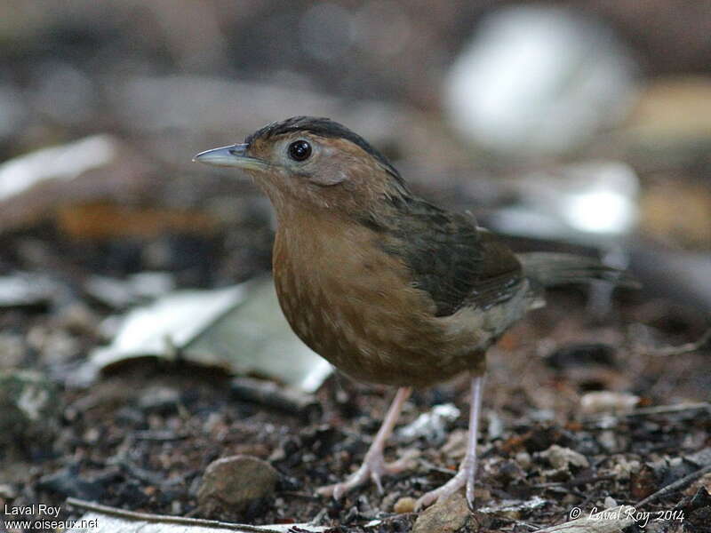 Brown-capped Babbleradult, close-up portrait