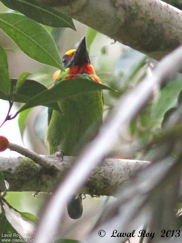 Barbu arlequinadulte