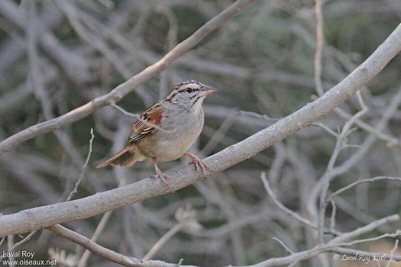 Cinnamon-tailed Sparrowadult, pigmentation