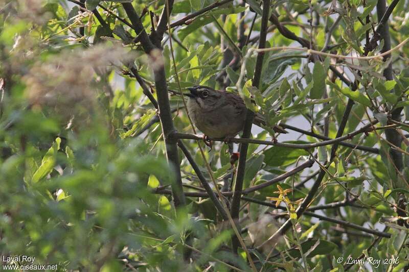 Oaxaca Sparrow male adult, habitat, song