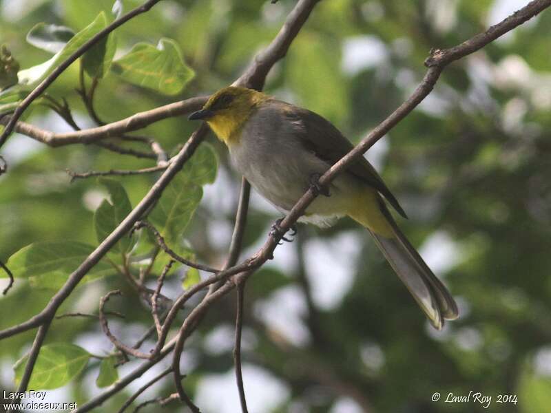 Bulbul à menton jauneadulte