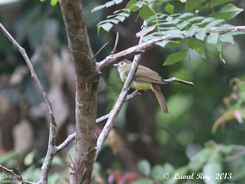 Bulbul cheveluadulte