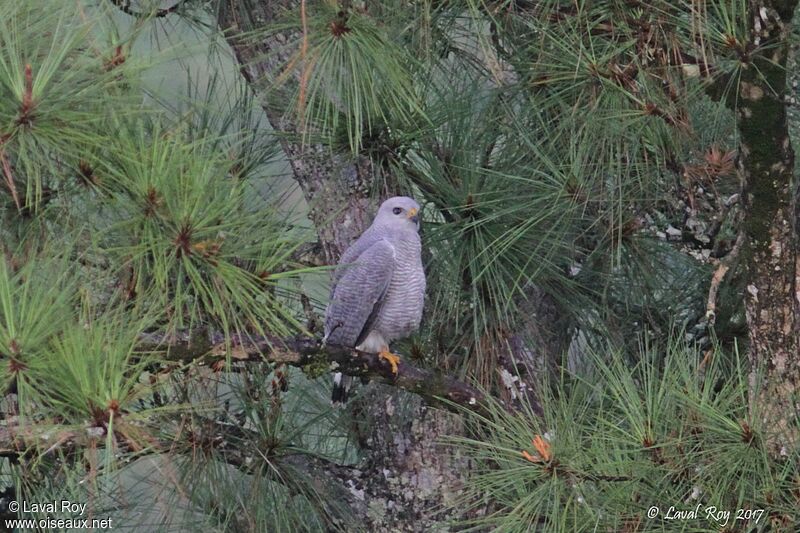 Grey-lined Hawkadult breeding