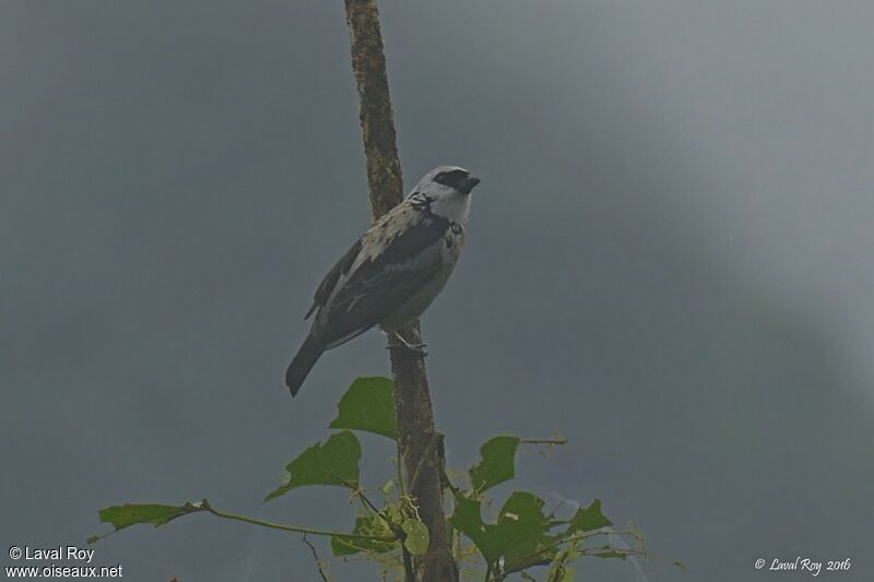 Grey-and-gold Tanageradult breeding