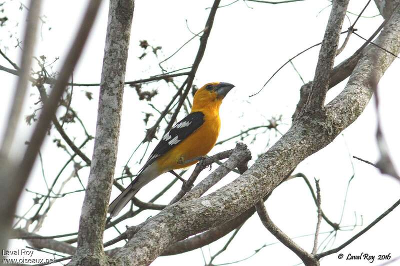 Yellow Grosbeak male adult breeding, identification