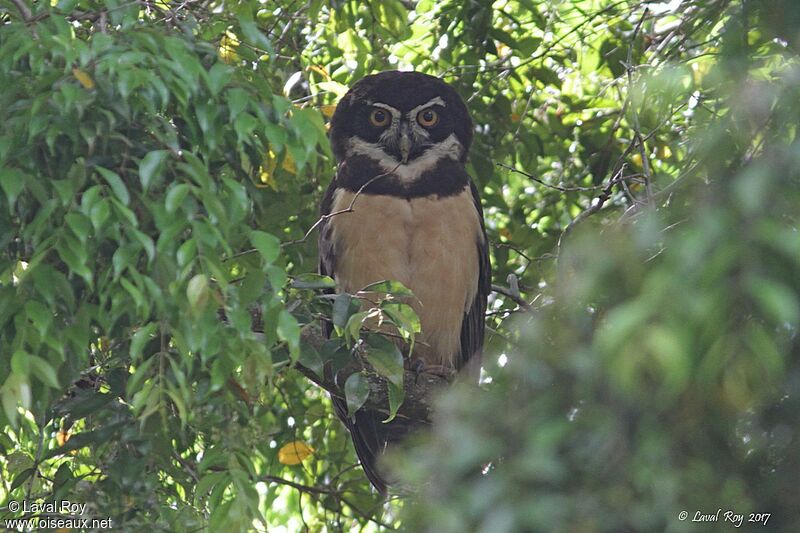 Spectacled Owl