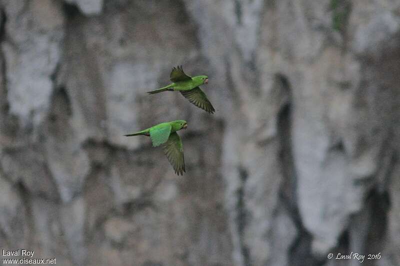 Conure verte