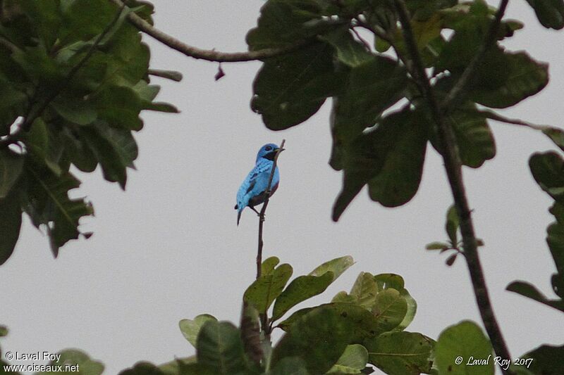 Blue Cotinga