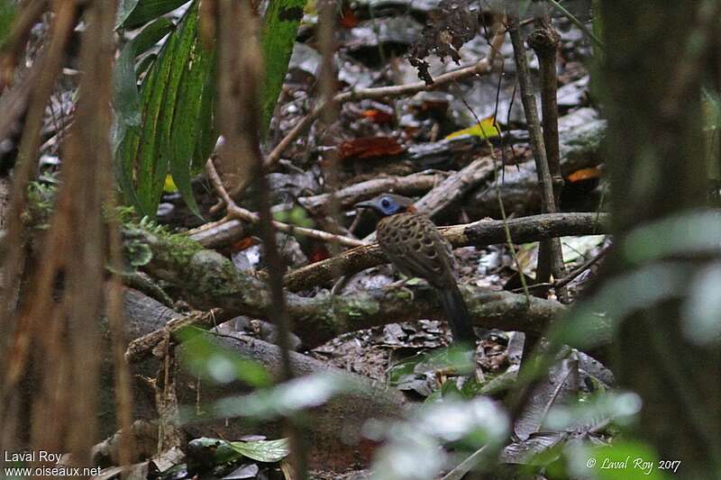 Ocellated Antbirdadult, habitat, pigmentation