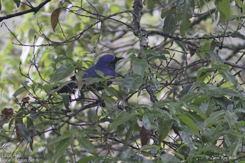 Black-throated Jay, habitat, pigmentation