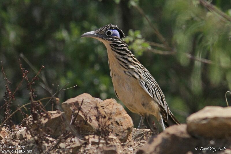 Lesser Roadrunneradult breeding