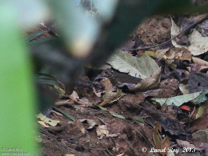 Dark-sided Thrush