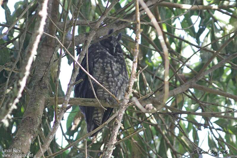 Hibou maître-bois, habitat, pigmentation, Comportement