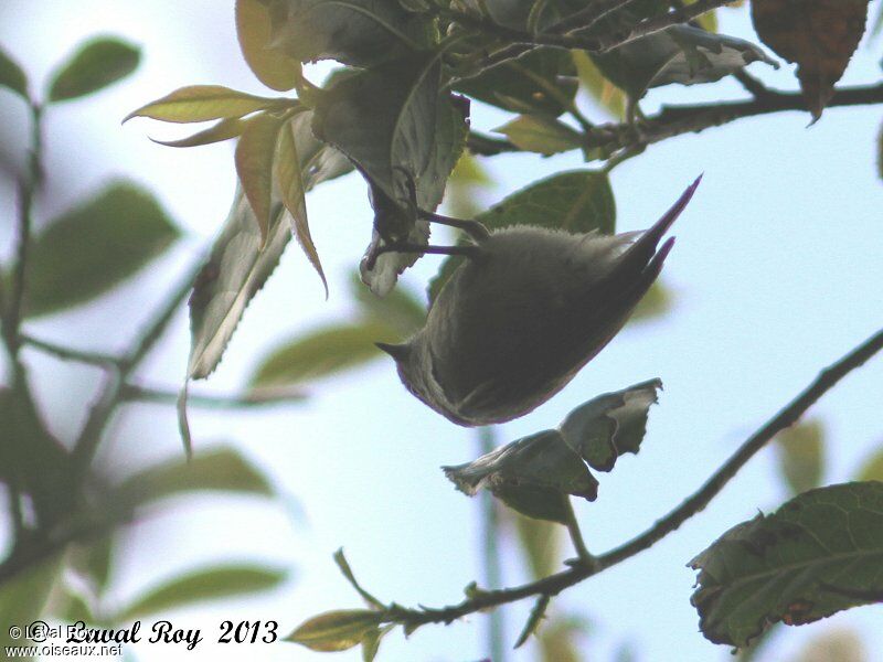 Mésange modesteadulte