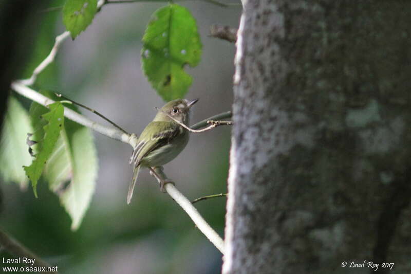 Pale-eyed Pygmy Tyrant