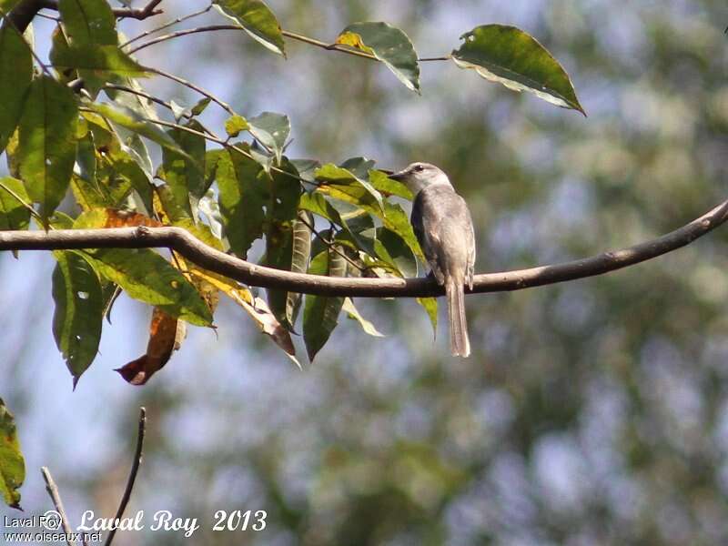 Swinhoe's Minivet female adult, identification