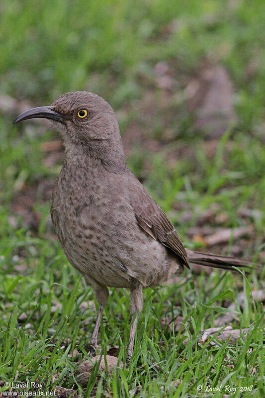 Curve-billed Thrasher