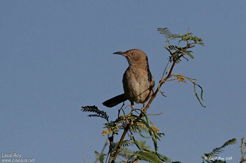 Bendire's Thrasher