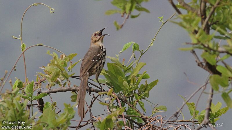 Ocellated Thrasher male adult breeding, song