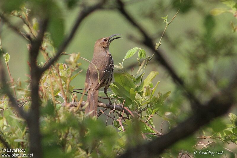 Ocellated Thrasher male adult breeding, song