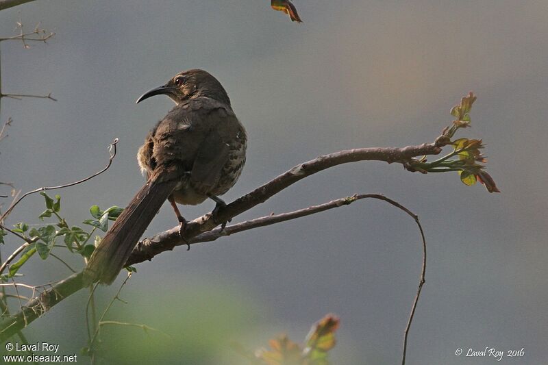 Ocellated Thrasher male adult