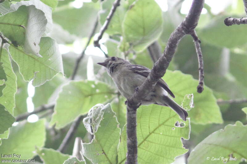 Pine Flycatcheradult breeding