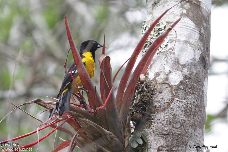 Bar-winged Oriole male adult, habitat, pigmentation