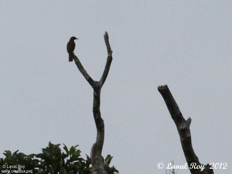 Bernier's Vanga male adult