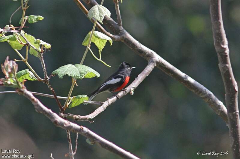 Painted Whitestart male adult