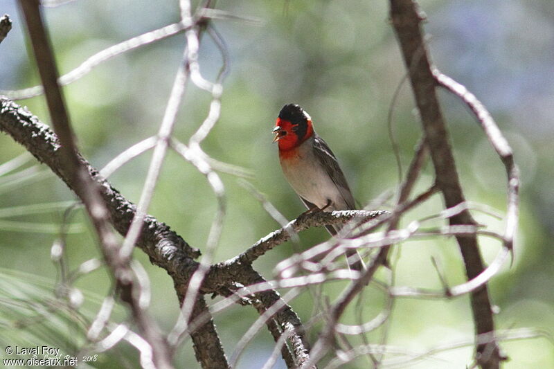 Red-faced Warbler