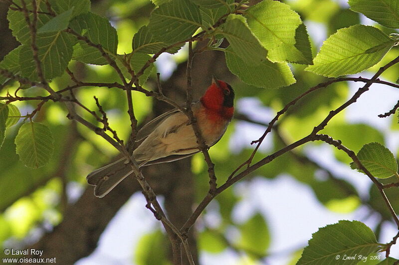 Paruline à face rouge