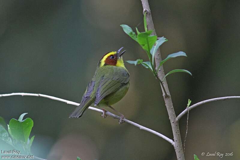 Golden-browed Warbler male adult, song