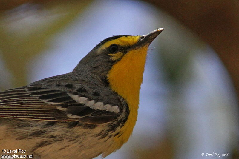 Grace's Warbler