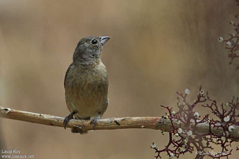 Rose-bellied Bunting female adult, close-up portrait