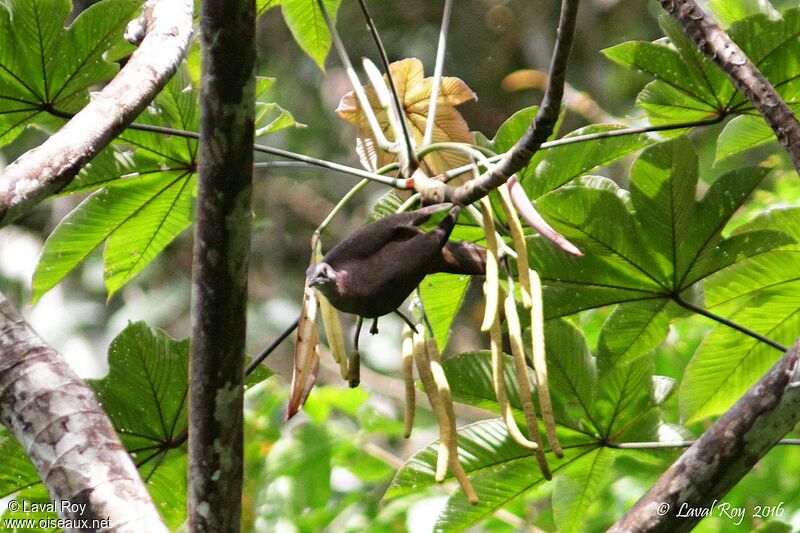 Dusky Pigeon