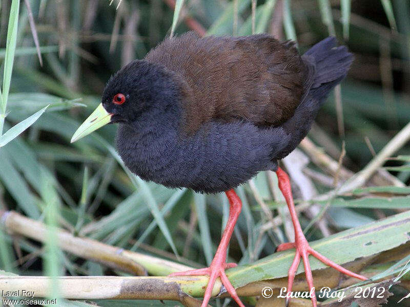 Râle d'Olivier, identification