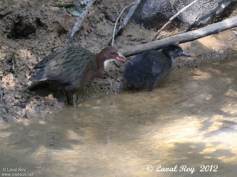 White-throated Rail female juvenile