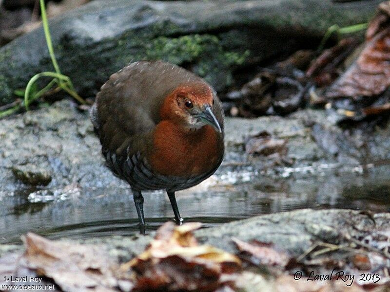 Slaty-legged Crakeadult