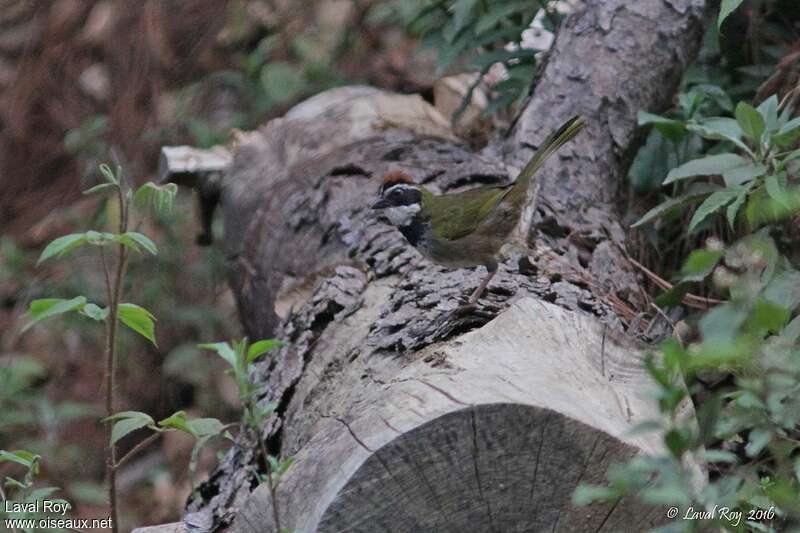 Collared Towheeadult