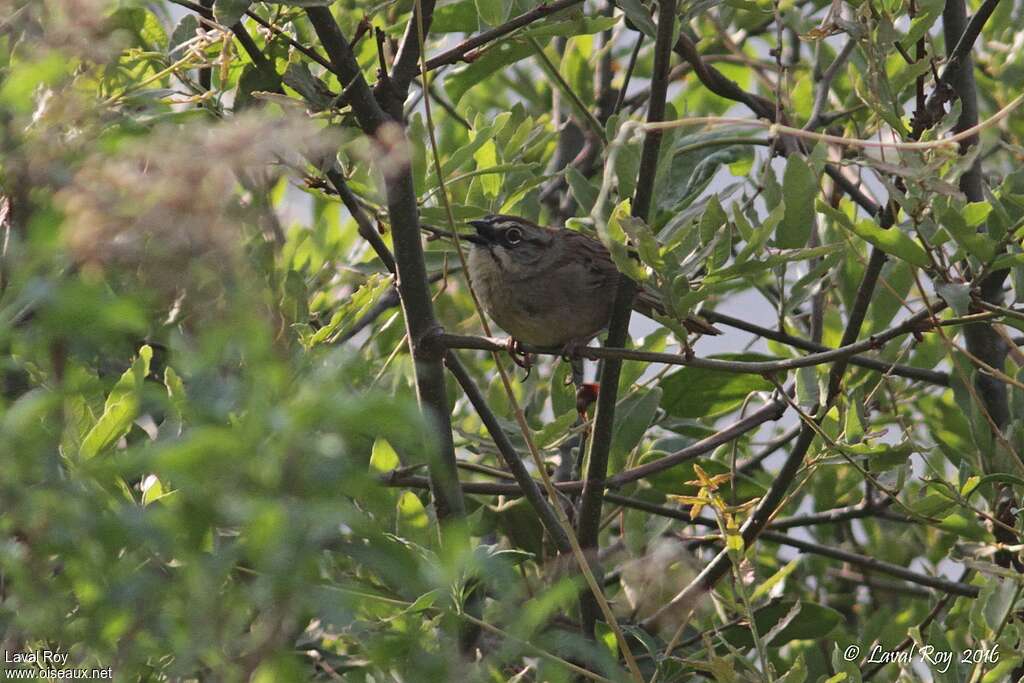 Oaxaca Sparrow