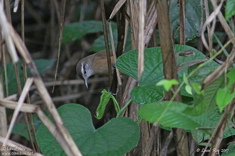 Buff-breasted Wren