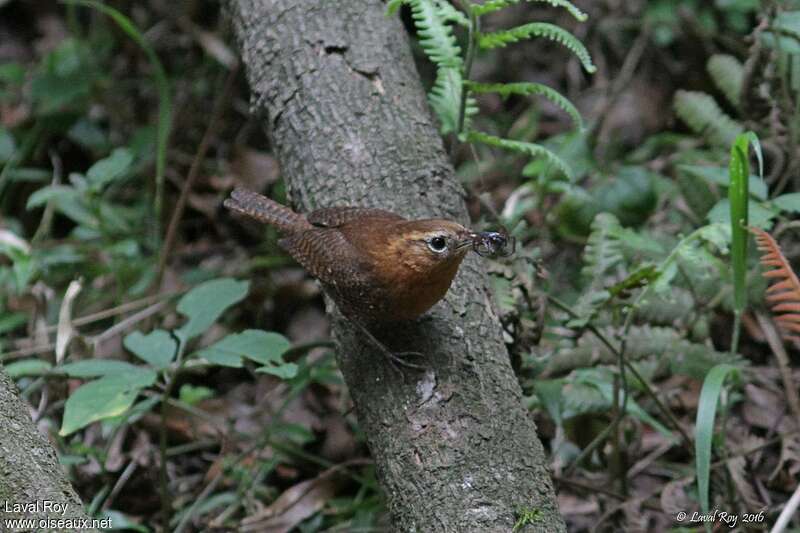 Rufous-browed Wrenadult, identification