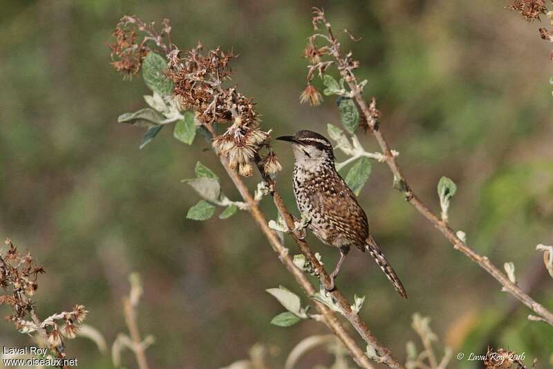 Boucard's Wrenadult